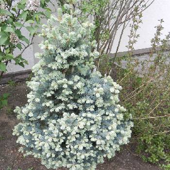 Пихта субальпийская Abies lasiocarpa ‘Compacta’